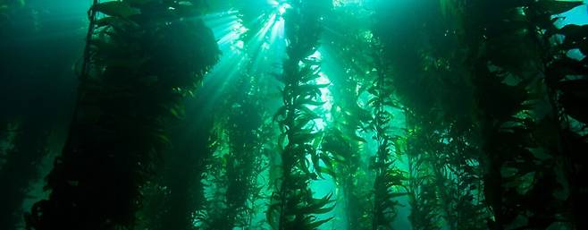 다시마 등으로 이뤄진 해조 숲을 조성하면 기후변화를 일으키는 이산화탄소를 효과적으로 고정해 준다. 미 해양대기국(NOAA), 위키미디어 코먼스 제공