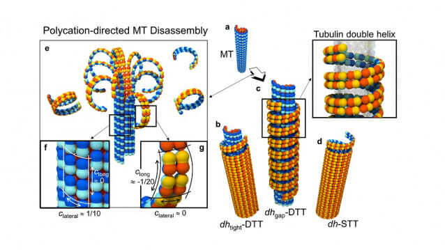 두 방향으로 접히는 튜불린 단백질을 이용한 튜불린 이중나선 형성 이미지.