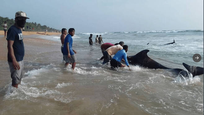 스리랑카 서부 파나두라 해변에서 자원봉사자들이 들쇠고래를 구조하는 모습.(사진=AFP 연합뉴스)