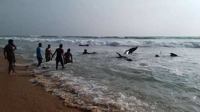 스리랑카 서부 파나두라 해변에서 좌초한 들쇠고래과 이들을 구조하러 뛰어드는 자원봉사자들의 모습.(사진=유튜브)
