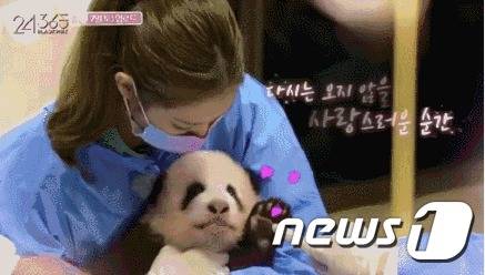 블랙핑크 멤버들이 판다를 만지는 모습이 유튜브를 통해 공개되자 중국 누리꾼들의 비난이 쏟아지고 있다. (웨이보 갈무리) © 뉴스1