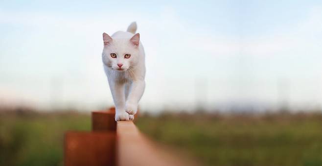 일직선으로 걷는 고양이의 모습은 우아하고 단정하다. 유연한 척추와 작은 빗장뼈, 균형을 잡는 꼬리 덕분이다.