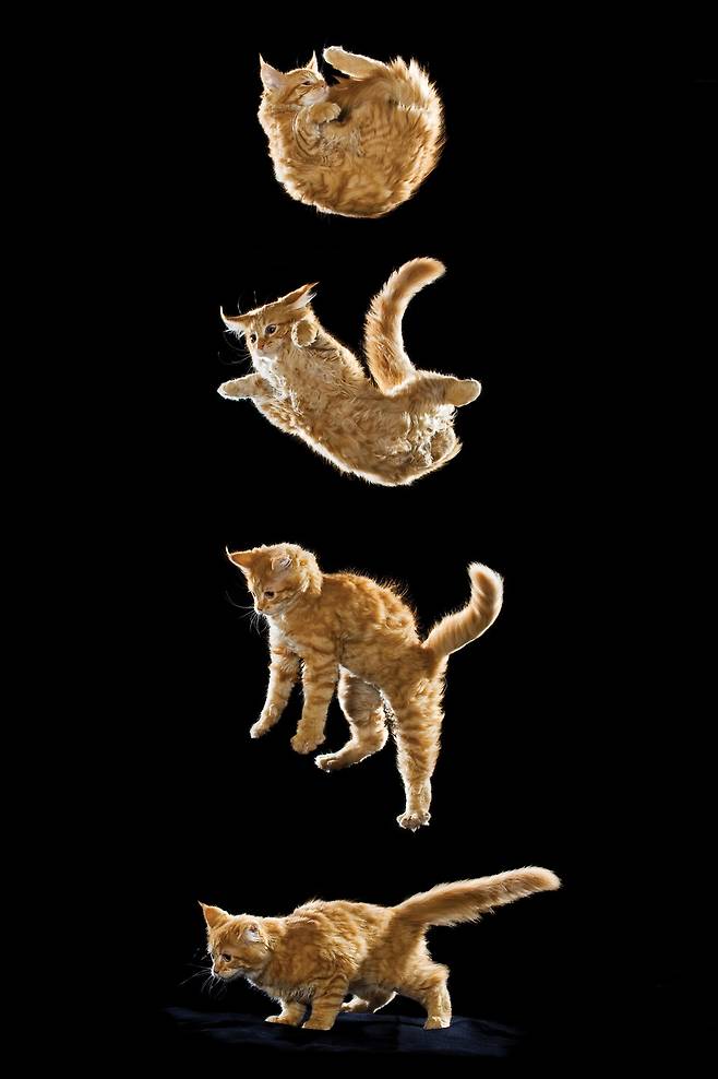 고양이 ‘정위 반사’ 연속 동작. 지상 90㎝ 이상의 높이에서 떨어진 고양이는 머리와 다리를 차례로 돌리고 다리를 뻗은 뒤 충격을 어깨와 척추로 흡수하는 반사 동작을 펼친다. 모든 고양이가 추락 후 안전한 것은 아니어서 높은 곳에서 떨어진 고양이가 골절 등 심각한 부상이나 사망에 이른 사례도 적지 않다.