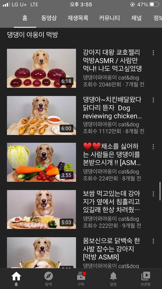 댕댕이와 야옹이 유튜브 캡쳐