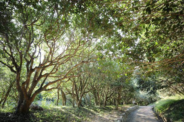옥룡사지 동백나무숲. 녹음이 짙은 산책로를 걸으면 심신이 절로 치유되는 느낌이다. ⓒ박준규