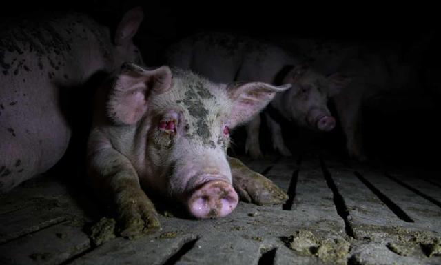 스페인의 한 농가에서 비위생적으로 사육되고 있는 돼지의 모습. 트라스 로스 무로스 홈페이지 캡처
