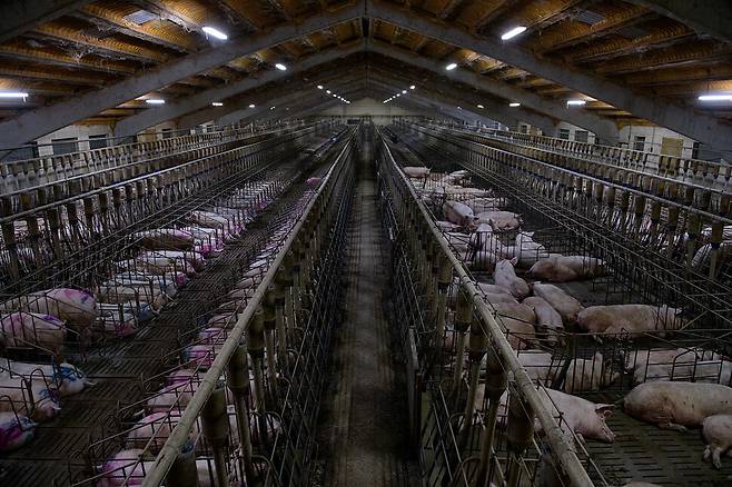 스페인 내에서 사육되는 돼지의 수는 약 5000만 마리로, 유럽 전체 내애서 가장 많다. Tros los Muros 제공