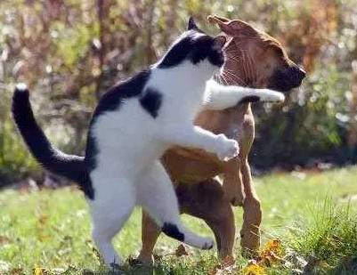 "받아라 냥냥펀치!" 출처: imgur