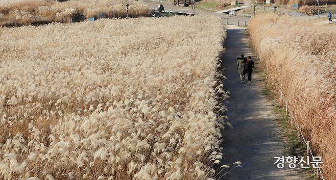 23일 오후 서울 마포구 하늘공원을 찾은 시민들이 억새밭 사이를 걷고 있다.