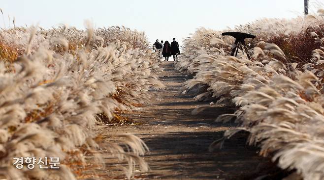 시민들이 억새밭 사이를 걷고 있다.