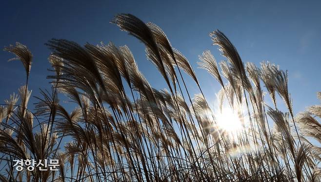 하늘공원 억새.