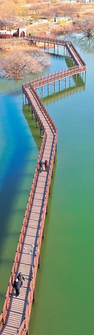 충남 논산 탑정호의 ‘수변데크둘레길’. 호안을 따라 물 위에 놓인 나무 덱이 3㎞쯤 이어져 있다. 덱을 딛고 걷는 길 위에서 수몰나무와 물오리 떼를 볼 수 있다.