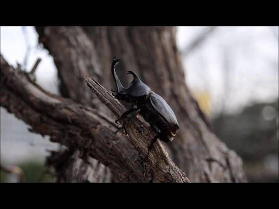 장수풍뎅이. 건국대