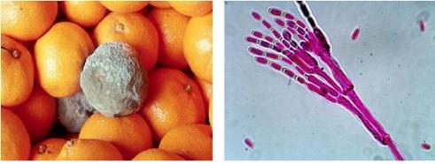 녹색곰팡이병(Penicillium digitatum)의 발생사례(좌)와 병원균(우) [농진청 제공