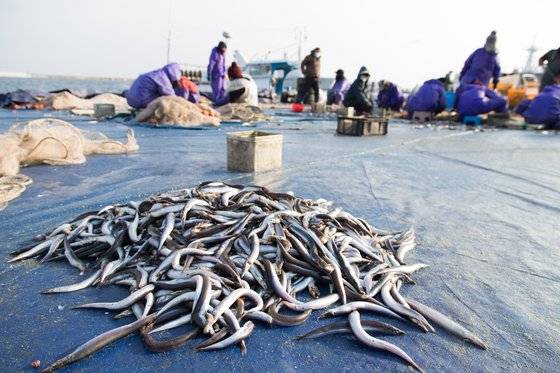 속초 동명항 한쪽에 자리한 '양미리 부두'. 이른 아침부터 밤까지 양미리 배가 드나들고 그물에 걸린 양미리를 떼는 작업이 이어진다. 해종일 허리를 숙이고 양미리를 떼는 중노동은 나이 지긋한 아낙이나 외국인 노동자가 맡고 있다. 최승표 기자