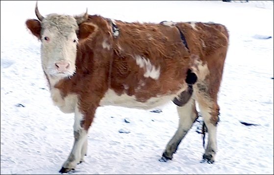 극한의 추위 속에 토끼털 등으로 만든 브래지어를 착용한 소의 모습.[시베리안 타임스 트위터]