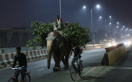 지난해 10월 인도 암리차르에서 코끼리가 다른 코끼리에게 줄 먹이를 옮기고 있다. [EPA=연합뉴스]