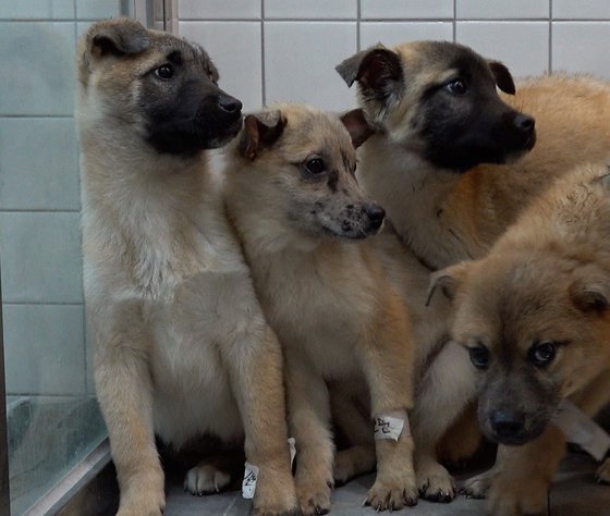 남양주시의 개농장에서 구조된 강아지 4마리가 병원에서 검사받고 있다. 왕준열 기자