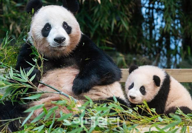 에버랜드 판다월드 어미 판다 ‘아이바오’와 아기 판다‘푸바오’ (사진=에버랜드)