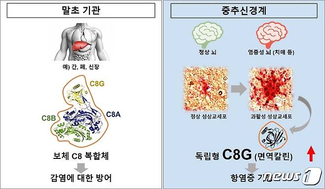 알츠하이머병 뇌에서 C8-감마의 발현 변화 및 기능 규명(사진제공:경북대 의대 석경호 교수)© 뉴스1