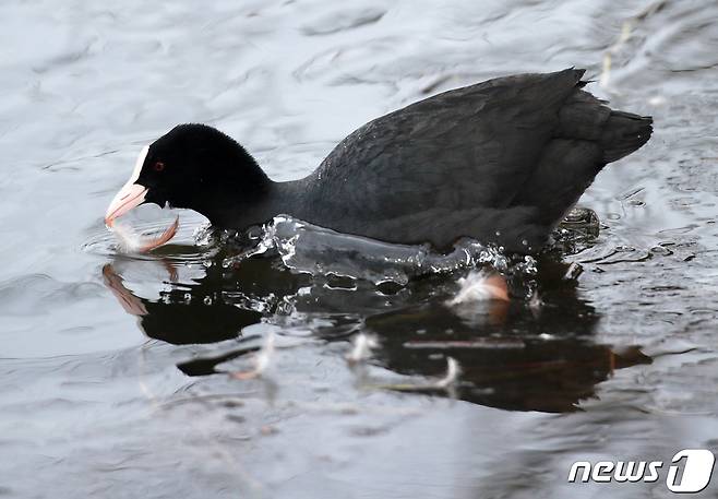 지난 3일 경남 창원시 의창구 주남저수지에서 물닭이 수영을 하고 있다.2021.1.6(최종수 생태사진작가 제공) © News1 강대한 기자