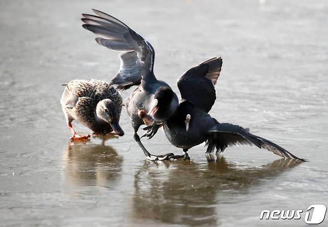 지난 3일 경남 창원시 의창구 주남저수지 위 청둥오리와 물닭이 연근 뿌리 하나를 두고 서로 싸우고 있다.2021.1.6.(최종수 생태사진작가 제공) © News1 강대한 기자