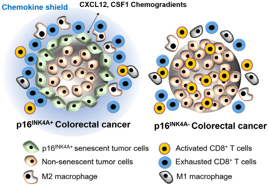 대장암의 종양 면역억제 과정에서 노화종양세포의 역할을 나타낸 개념도로, 세포독성 T세포의 종양 침투를 막아 암 성장을 돕는다.



연구재단 제공