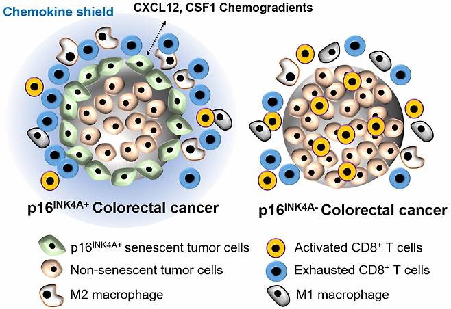 대장암에서 종양의 침윤이 일어나는 변연부에서 많이 관찰되는 노화종양세포는 다양한 분비체를 통해 종양 면역억제에 관여한다. 특히 사이토카인 중 하나인 CXCL12과 CSF1은 종양 면역에 중요한 세포독성 T 세포의 종양 내 침투를 억제하고 기능을 저하시켜 T 세포들의 공격으로부터 암세포들을 보호하는 역할을 하여 암의 진행에 도움을 준다.[아주대 의대 제공]
