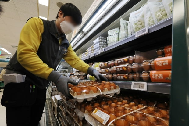 고병원성 조류인플루엔자(AI)의 확산으로 계란 값이 상승하고 있는 지난 6일 서울 시내 한 마트에서 직원이 계란을 정리하고 있다. 사진=뉴스1