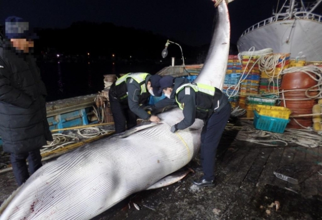 죽은 채 발견된 밍크고래./울진해양경찰서 제공