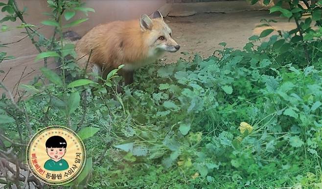 청주동물원에 막 도착한 붉은 여우 '김서방'의 모습. 청주동물원 제공