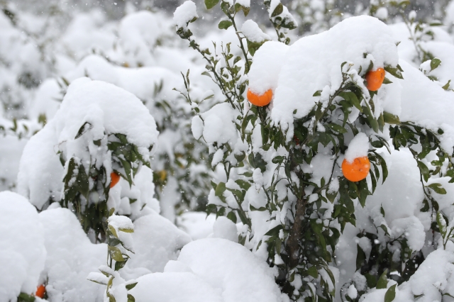 지난 8일 오후 서귀포시 표선읍 가시리 한 밭의 감귤나무에 눈이 내려앉아 있다. 연합뉴스