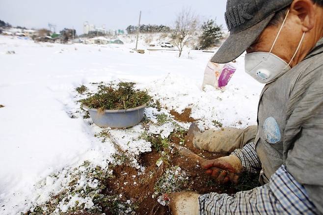 10일 충남 태안군 태안읍 남산리의 눈 쌓인 밭에서 한 주민이 냉이를 캐고 있다. 태안에는 지난 6일부터 9일 오전까지 10㎝ 이상의 많은 눈이 내렸다. 태안/연합뉴스
