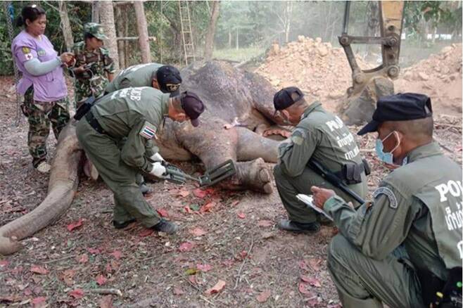 10일 태국 남부 쁘라추업 키리칸주 꾸이부리 국립공원에서 치료를 받다 숨진 코끼리. /트위터