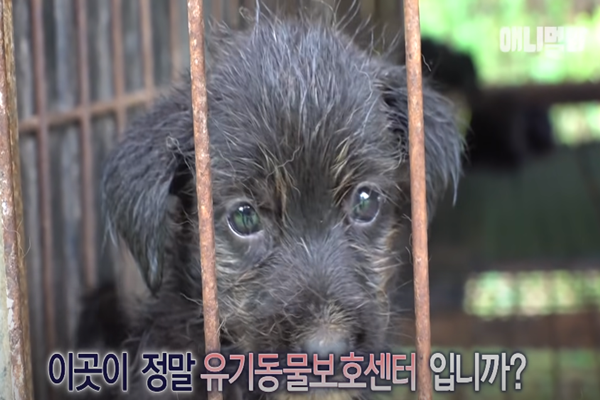 SBS TV동물농장x애니멀바 공식 유튜브 채널 캡쳐