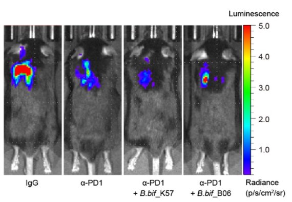 면역항암제 'anti-PD-1'과 시너지 균주 'B. bif_K57'을 함께 투여한 실험쥐는 면역항암제만 투여한 실험쥐와 비교한 결과, 종양의 발광도가 감소했고 폐에서 종양의 크기가 현저히 감소했다. 또 비시너지 균주(B. bif_B06)와 면역항암제를 함께 투여한 실험쥐는 시너지 균주와 면역항암제를 함께 투여한 실험쥐보다 종양 억제 효능이 더 떨어졌다. GIST 제공