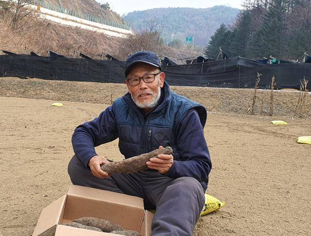 귀농인 전경재씨가 직접 재배한 자색마를 들고 재배에 성공하기까지의 과정을 설명하고 있다. 전씨는 “생마 그대로 먹어도 마 특유의 아린 맛이 적어 소비자들로부터 큰 호응을 얻을 것으로 기대한다”고 밝혔다.