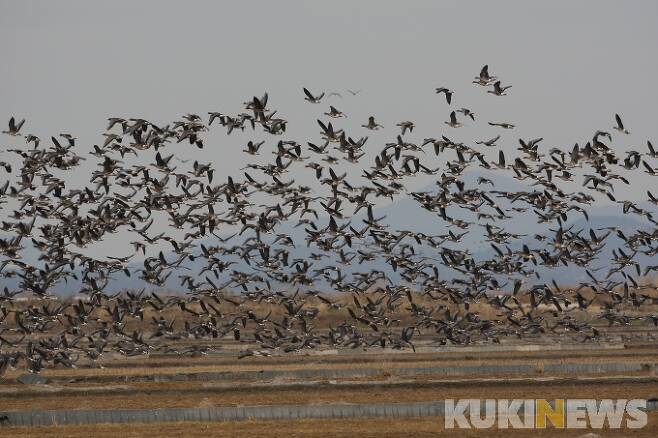 천수만 철새도래지.