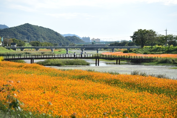 황룡강에서 비롯된 옐로우시티 장성엔 봄 부터 노랑색 꽃이 유난히도 많이 핀다 [장성군청]
