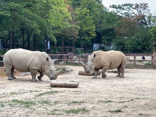 일곱살 연상연하 커플인 흰코뿔소 암컷 초미(왼쪽)와 수컷 만델라가 과천 서울대공원 코뿔소 우리를 거닐고 있다. /서울대공원