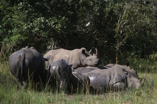 아프리카 우간다 나카송골라에 있는 지와 코뿔소 보호구역에서 남부 흰코뿔소 무리들이 진흙 목욕을 즐기고 있다.  /신화 연합뉴스