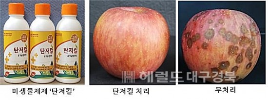 미생물제제 '탄저킬'을 처리한 사과(가운데)와 무처리 사과(오른쪽) (안동대 제공)