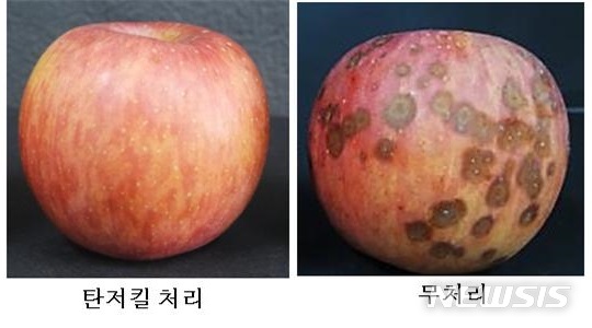 미생물제제 '탄저킬'을 처리한 사과(왼쪽)와 무처리 사과(오른쪽) (사진=안동대 제공)
