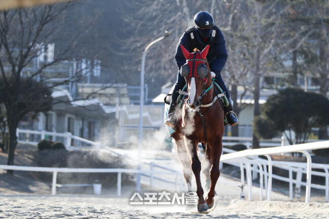 신년 벽두에도 경주마의 새벽조교가 변함 없이 이어지고 있다.  제공 | 한국마사회