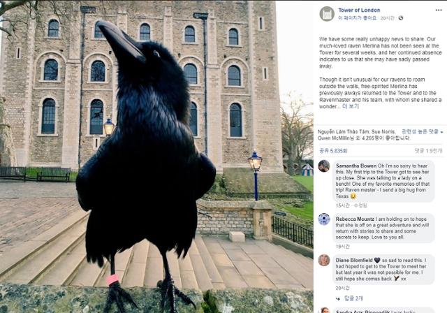 런던탑 까마귀 멜리나가 사라졌다는 소식에 영국인들이 애도의 댓글을 남기고 있다. 런던탑 페이스북 캡처