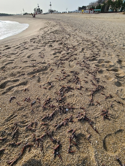 14일 강원도 고성의 한 해변에 매오징어떼 사체가 흩어져 있다. 연합뉴스