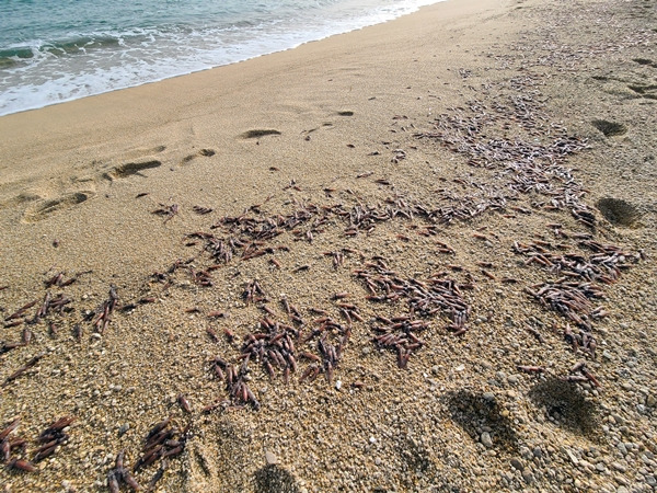 14일 강원도 고성 한 해변에 매오징어떼가 죽은 채 흩어져 있다. 연합뉴스