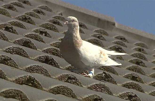 미국 오리건주에서 사라졌다가 호주 멜버른에서 발견된 비둘기 / 사진 = AP