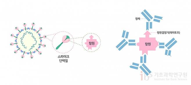 코로나19 바이러스 백신은 인체 면역계가 바이러스의 스파이크 항원을 인식하는 중화 항체를 생성하도록 설계된다. 스파이크 단백질 항원의 다양한 항원결정기에 대하여 각각 특이적인 다클론성 항체가 생성된다.