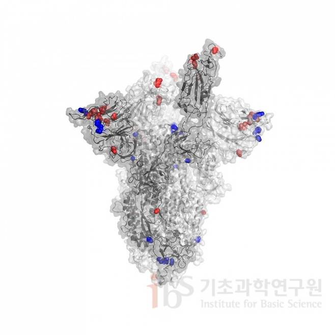 남아프리카공화국에서 발견된 코로나 바이러스 변이(빨간색)와 영국에서 발견된 코로나 바이러스 변이(파란색) 비교